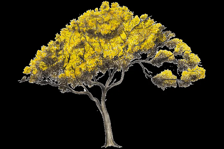 marcos para fotos png: arboles y flores png 3 marcos para fotos png: arboles y flores png 3