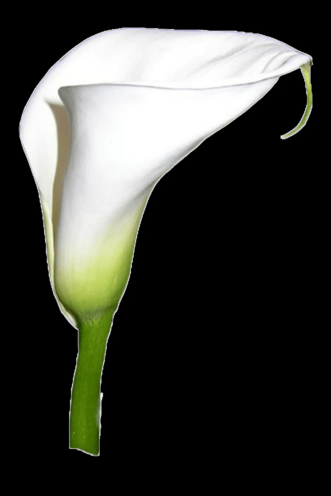 MARCOS GRATIS PARA FOTOS: FLOR ALCATRAZ PNG,