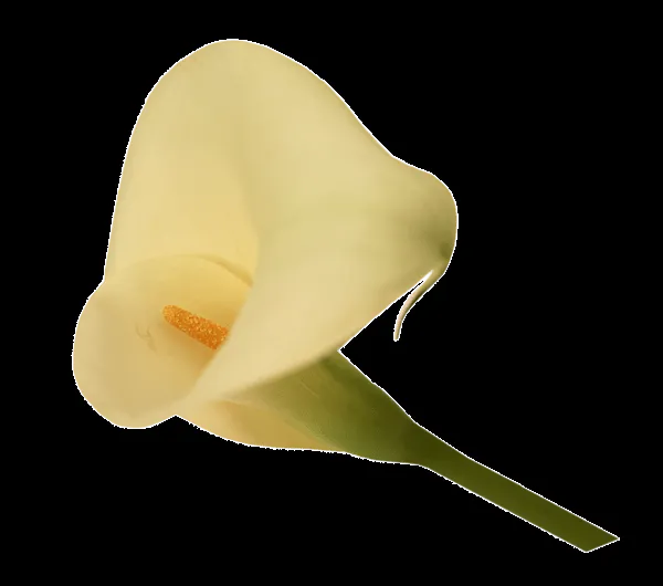 MARCOS GRATIS PARA FOTOS: FLOR ALCATRAZ PNG, MARCOS GRATIS PARA FOTOS: FLOR ALCATRAZ PNG,