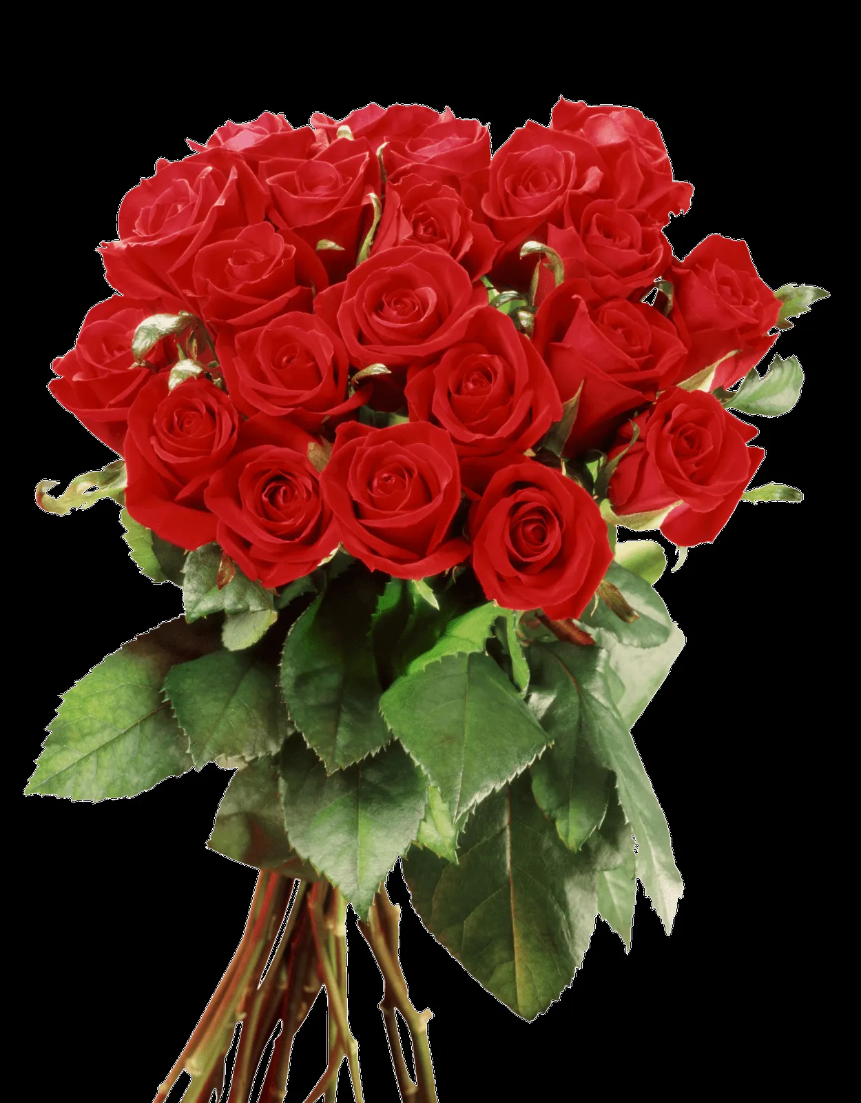 MARCOS GRATIS PARA FOTOS: FLORES PNG, RAMOS, ETC, RENDERS MARCOS GRATIS PARA FOTOS: FLORES PNG, RAMOS, ETC, RENDERS