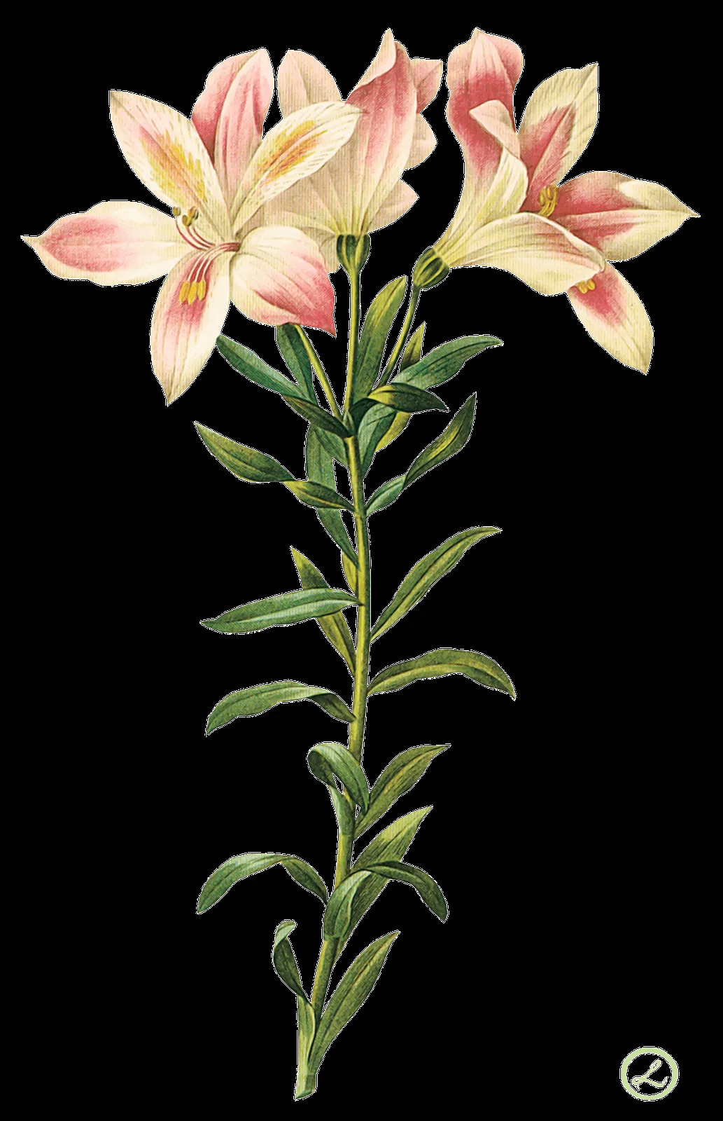 MARCOS GRATIS PARA FOTOS: FLORES PNG, RENDERS DE FLORES, MARCOS GRATIS PARA FOTOS: FLORES PNG, RENDERS DE FLORES,