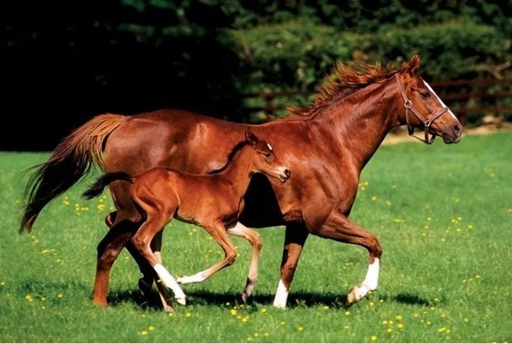 MARE & FOAL - caballos pósters / láminas - Compra en Europosters MARE & FOAL - caballos pósters / láminas - Compra en Europosters