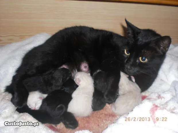Margarida e os Animais: Gatinhos para dar - Oxalá tenham sorte nos ...