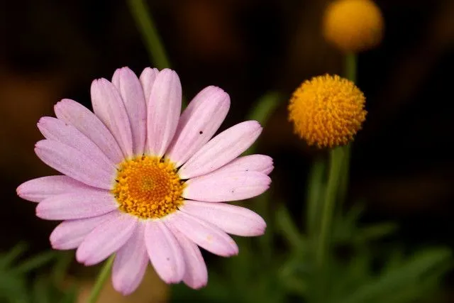 Margarita blanca y corazones amarillos | Flickr - Photo Sharing!
