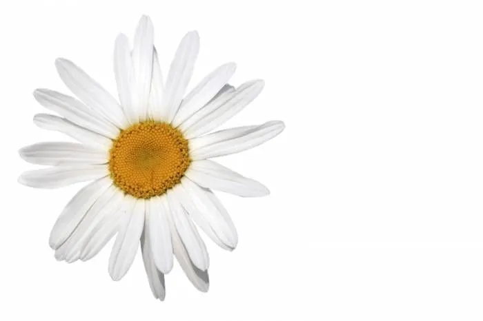 Flores sobre fondo blanco - Imagui