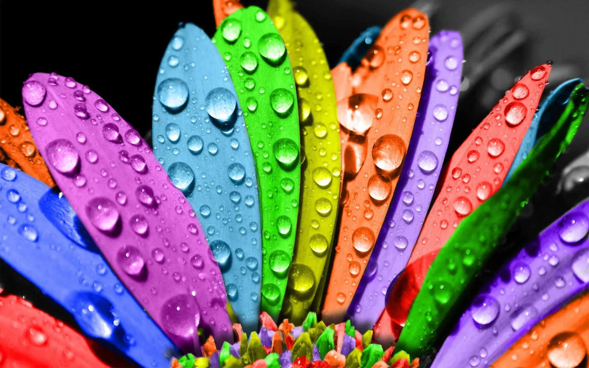 Margarita con Hojas de Colores - Wallpapers Margarita con Hojas de Colores - Wallpapers