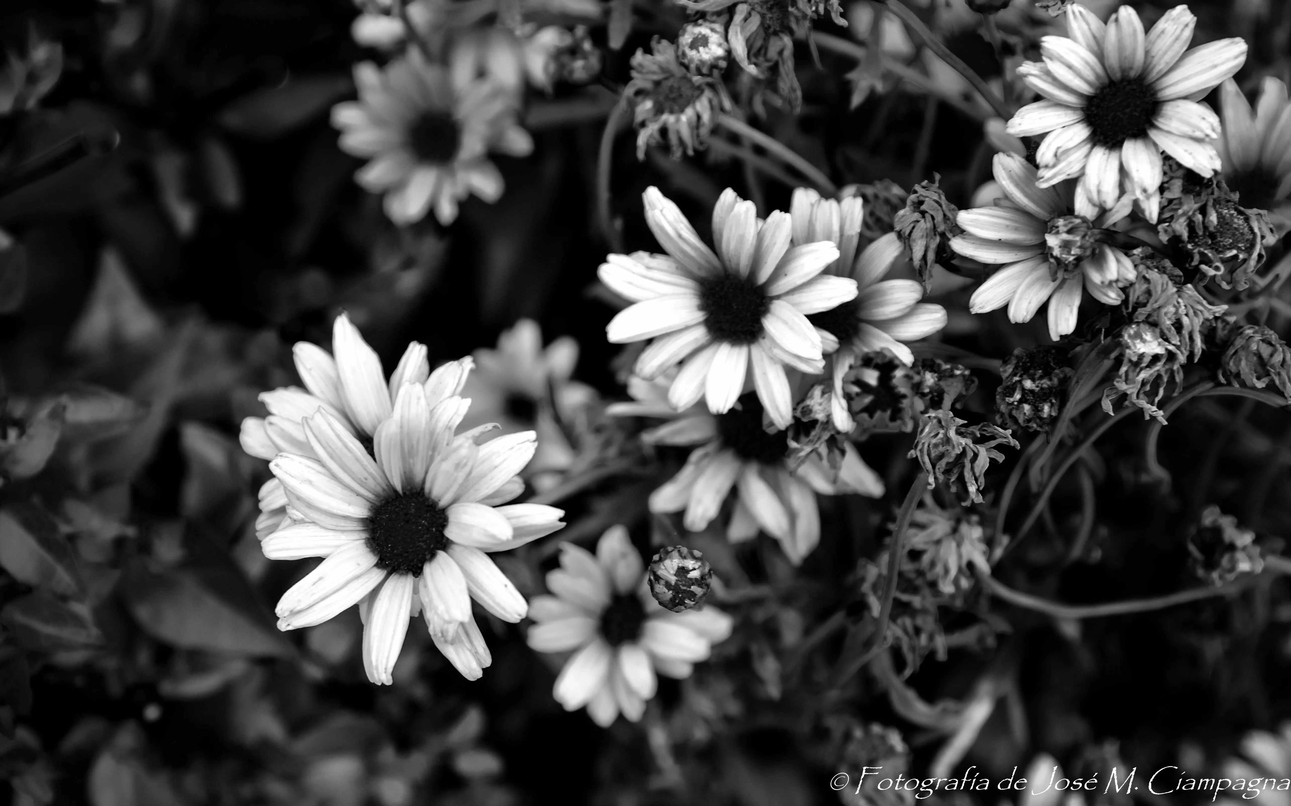 Margaritas en blanco y negro | Las fotos del Profe José Margaritas en blanco y negro | Las fotos del Profe José