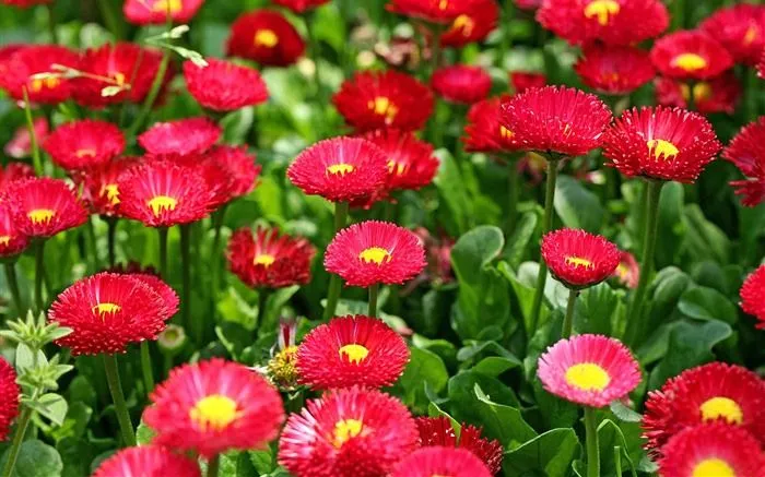 Margaritas Flores close-up fondos de pantalla de alta definición ...