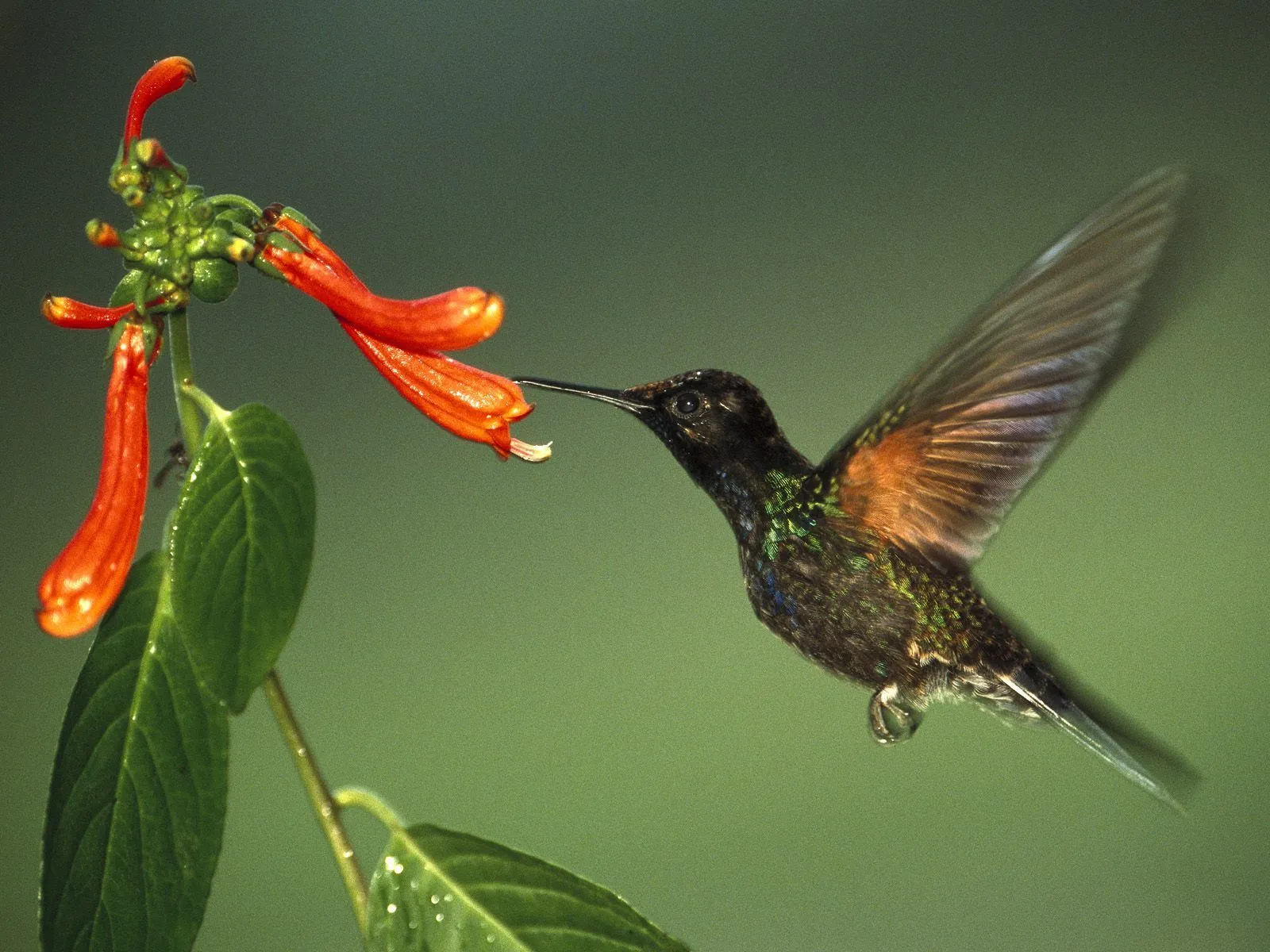 MariaJose: Colibrí (