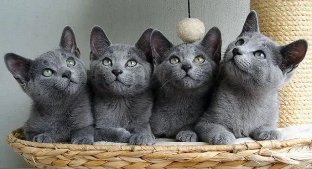 MariaJose: Tiernos y graciosos animales