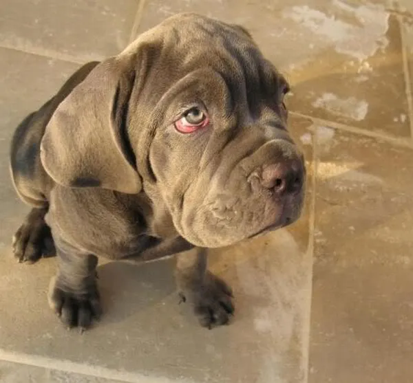 MariaJose: Tiernos y graciosos animales