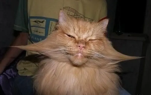 MariaJose: Tiernos y graciosos animales