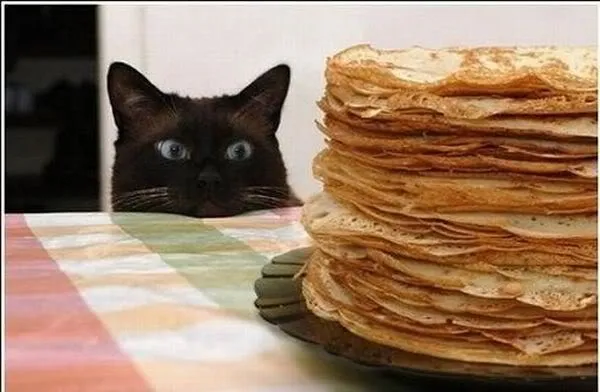 MariaJose: Tiernos y graciosos animales