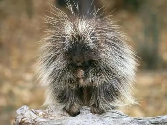 MariaJose: Tiernos y graciosos animales