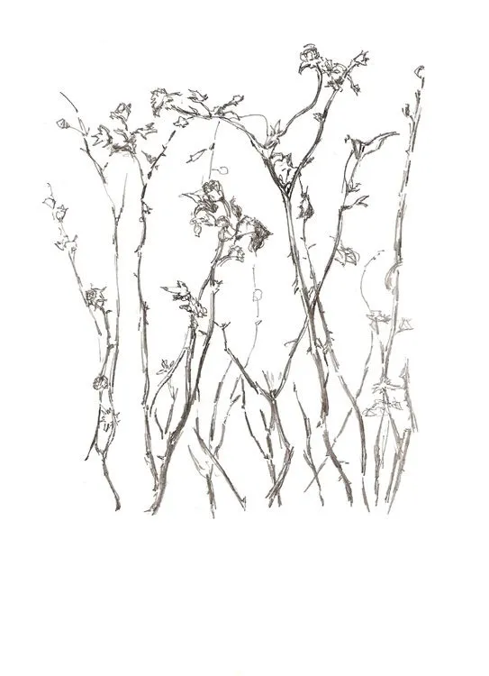 Mariano Espinosa.: Mundo vegetal I (dibujos de plantas). Mariano Espinosa.: Mundo vegetal I (dibujos de plantas).