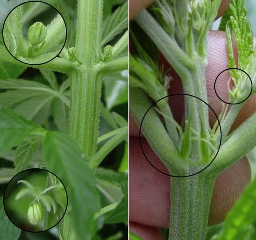Marihuana Hermafrodita, causas y detección