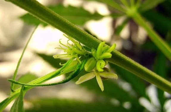 Marihuana Hermafrodita, causas y detección