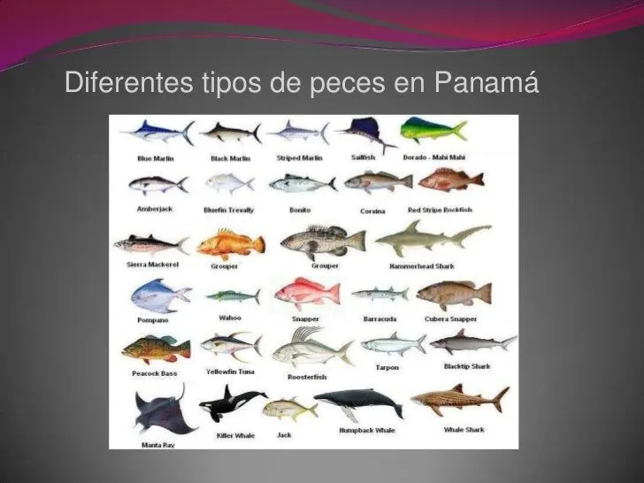Marinas deportivas en panamá, actividades