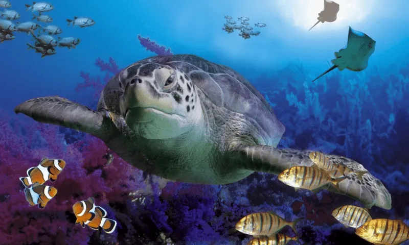 Marine Animals Wallpapers - Aplicaciones Android en Google Play