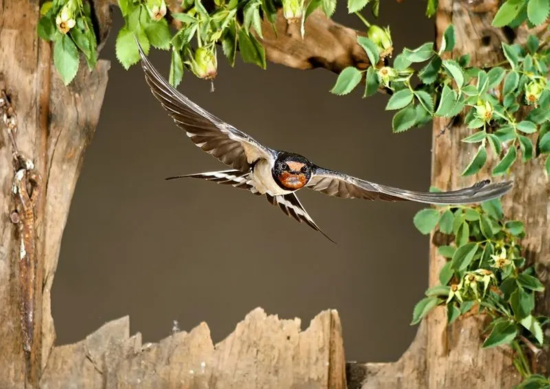 Mario Cea - Fotografía de Naturaleza: ÚLTIMOS PREMIOS Mario Cea - Fotografía de Naturaleza: ÚLTIMOS PREMIOS