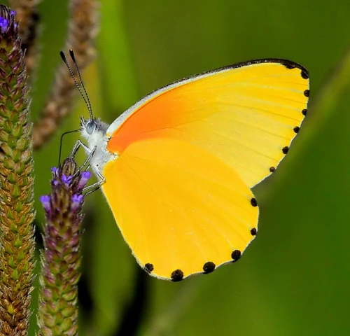 Mariposa amarilla.