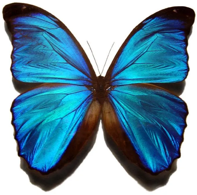 mariposa azul ^^ | BuTTeRFLY | Pinterest