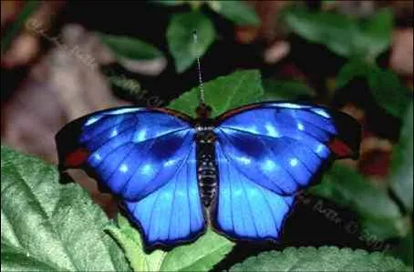 La Mariposa Azul | Reflexiones Diarias