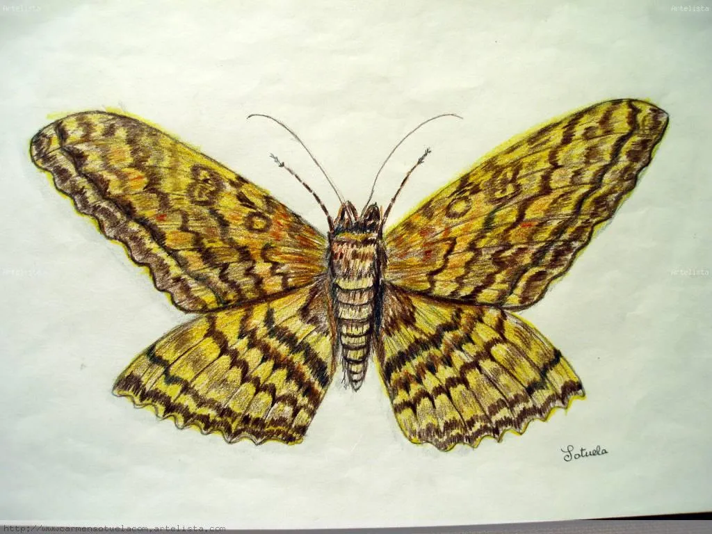 Mariposa Carmen Rodriguez Sotuela - Artelista. Mariposa Carmen Rodriguez Sotuela - Artelista.