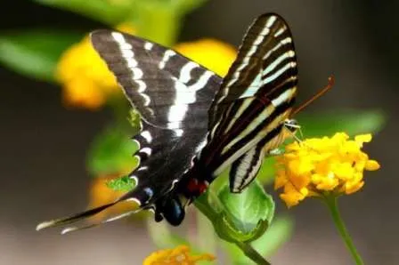 Mariposa cebra | MARIPOSAPEDIA