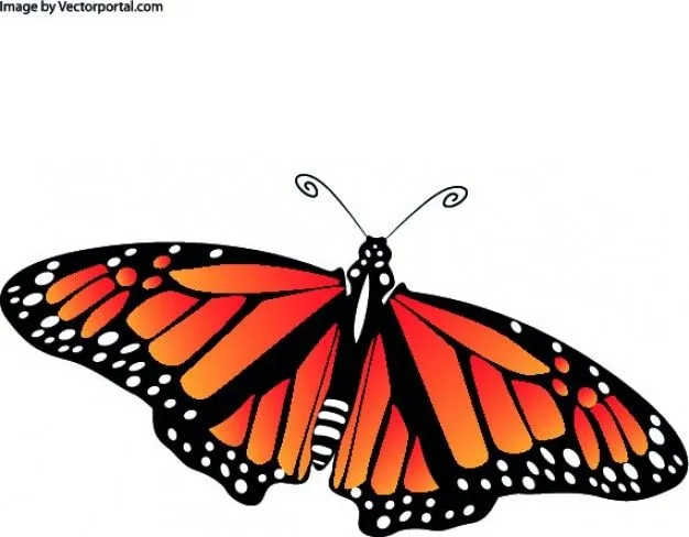 Mariposa de color naranja con las alas abiertas | Descargar ... Mariposa de color naranja con las alas abiertas | Descargar ...