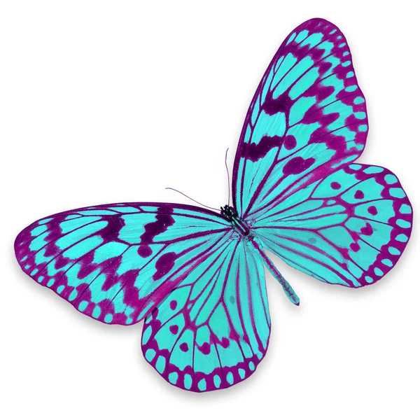 Mariposa de color rosa y azul — Foto stock © thawats #41546001 Mariposa de color rosa y azul — Foto stock © thawats #41546001