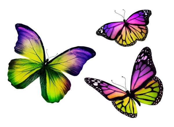 Mariposa de tres colores, aislado sobre fondo blanco — Foto stock ... Mariposa de tres colores, aislado sobre fondo blanco — Foto stock ...