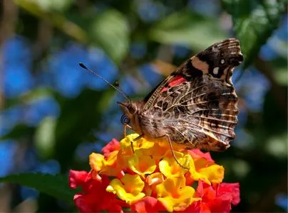  ... Imágenes de Grupo de Fotografía > Mariposa de colores