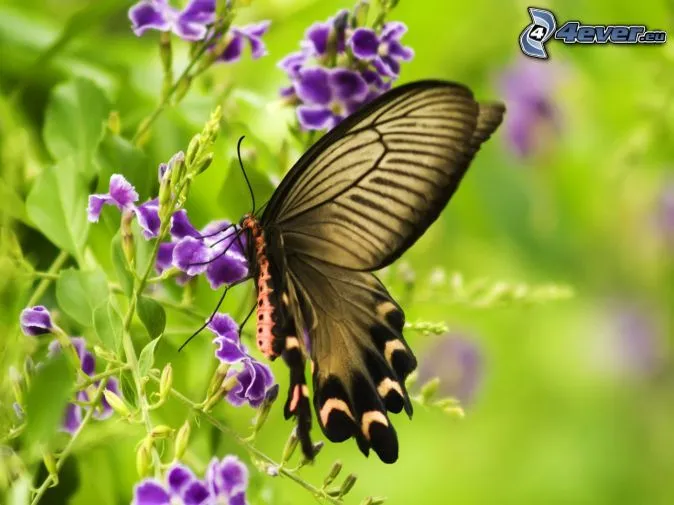 Mariposa sobre una flor