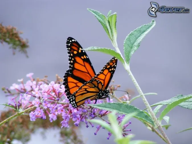 Mariposa sobre una flor