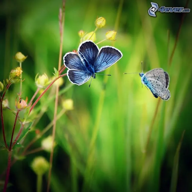 Mariposa sobre una flor