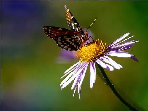 mariposa-en-flor.jpg