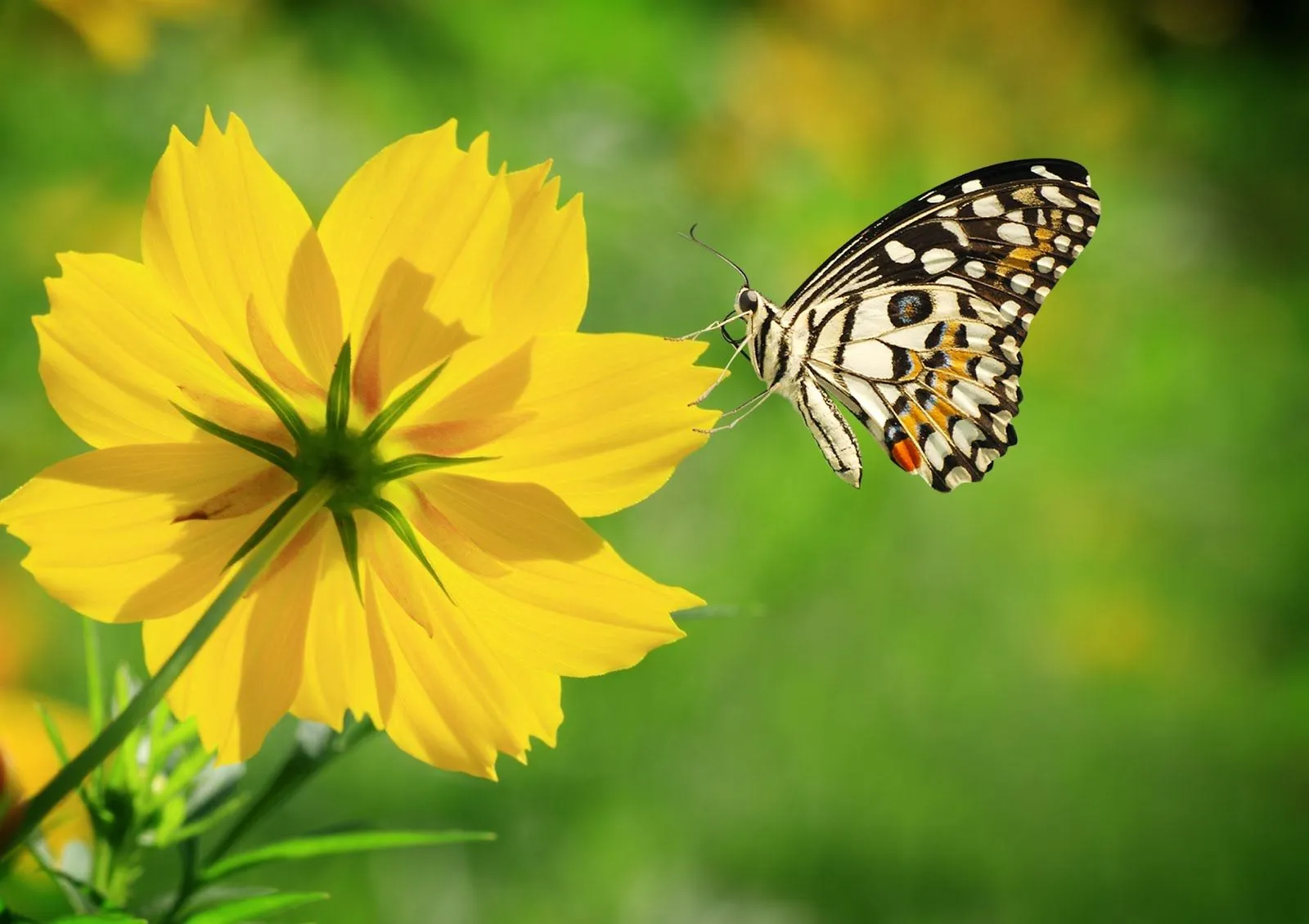 Mariposa sobre una linda flor silvestre color amarilla | Imagenes ... Mariposa sobre una linda flor silvestre color amarilla | Imagenes ...