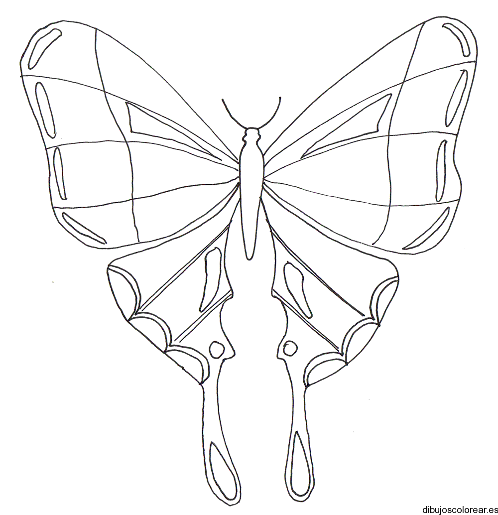 Mariposa monarca | Dibujos para Colorear