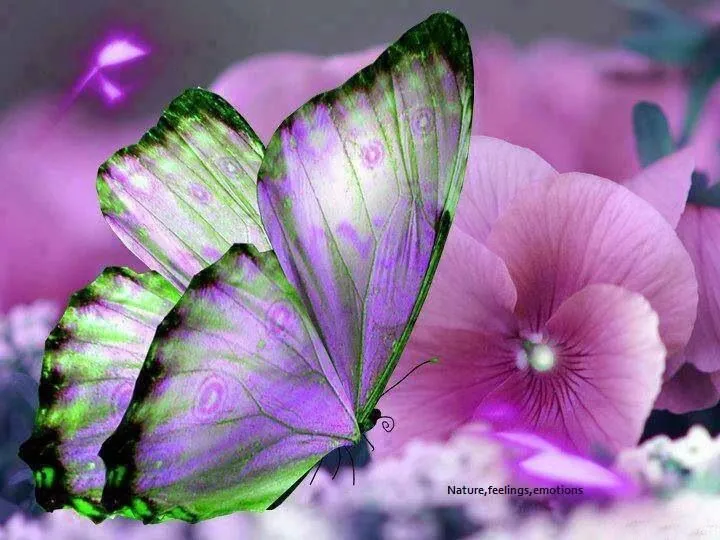 Mariposa morada Butterfly | Mariposas | Pinterest | Butterflies ...