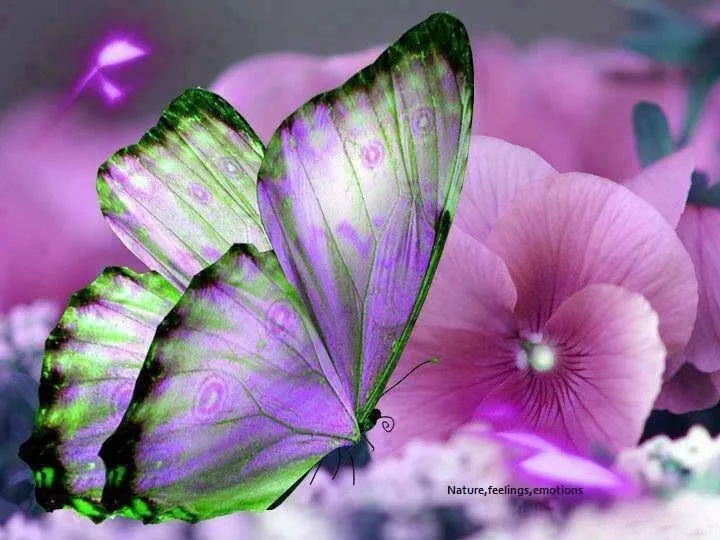 Mariposa morada Butterfly | Mariposas | Pinterest | Butterflies ... Mariposa morada Butterfly | Mariposas | Pinterest | Butterflies ...