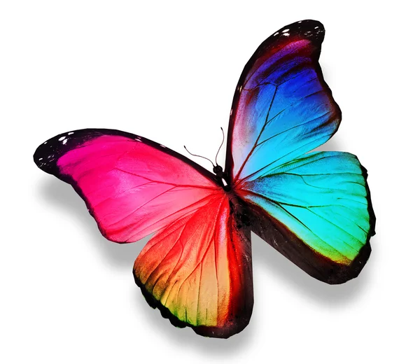 Mariposa Morpho color, aislado en blanco — Foto stock © sun_tiger ... Mariposa Morpho color, aislado en blanco — Foto stock © sun_tiger ...