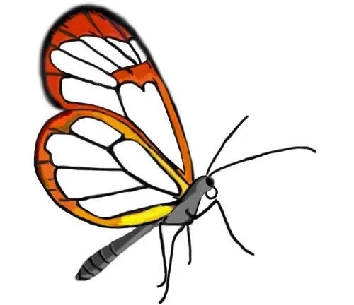 Mariposas sin fondo - Imagui