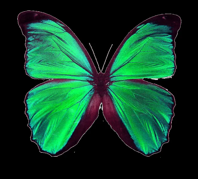 A R T - L A I O ' S: Mariposas PNG.