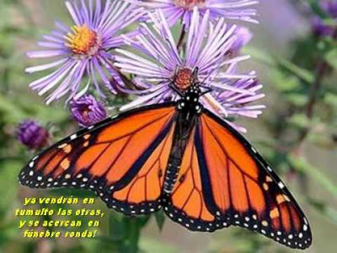 LA MARIPOSA. poema y violines - YouTube