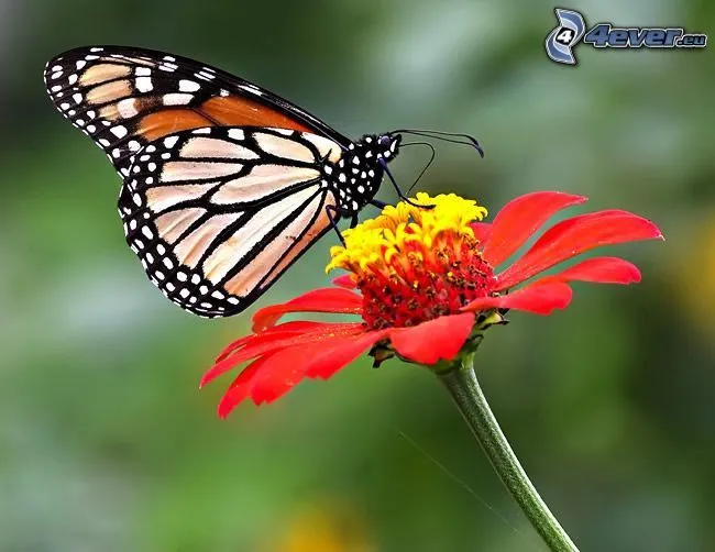 mariposa-sobre-una-flor,-polen ...