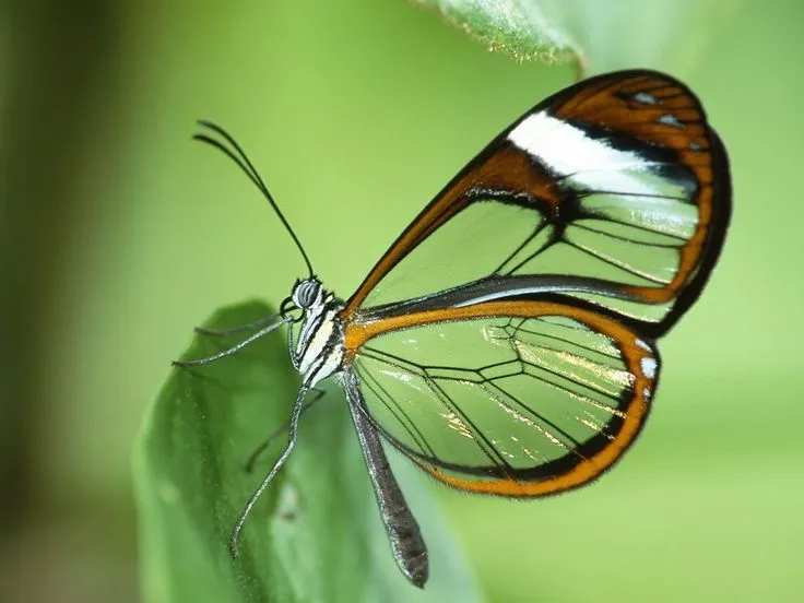 mariposa transparente wallpaper hd - Buscar con Google | Mariposas ...