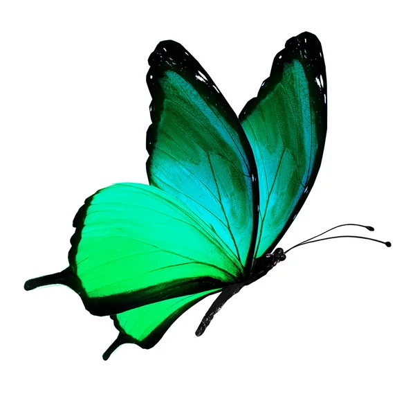 mariposa turquesa, aislado en blanco — Foto stock © sun_tiger ... mariposa turquesa, aislado en blanco — Foto stock © sun_tiger ...