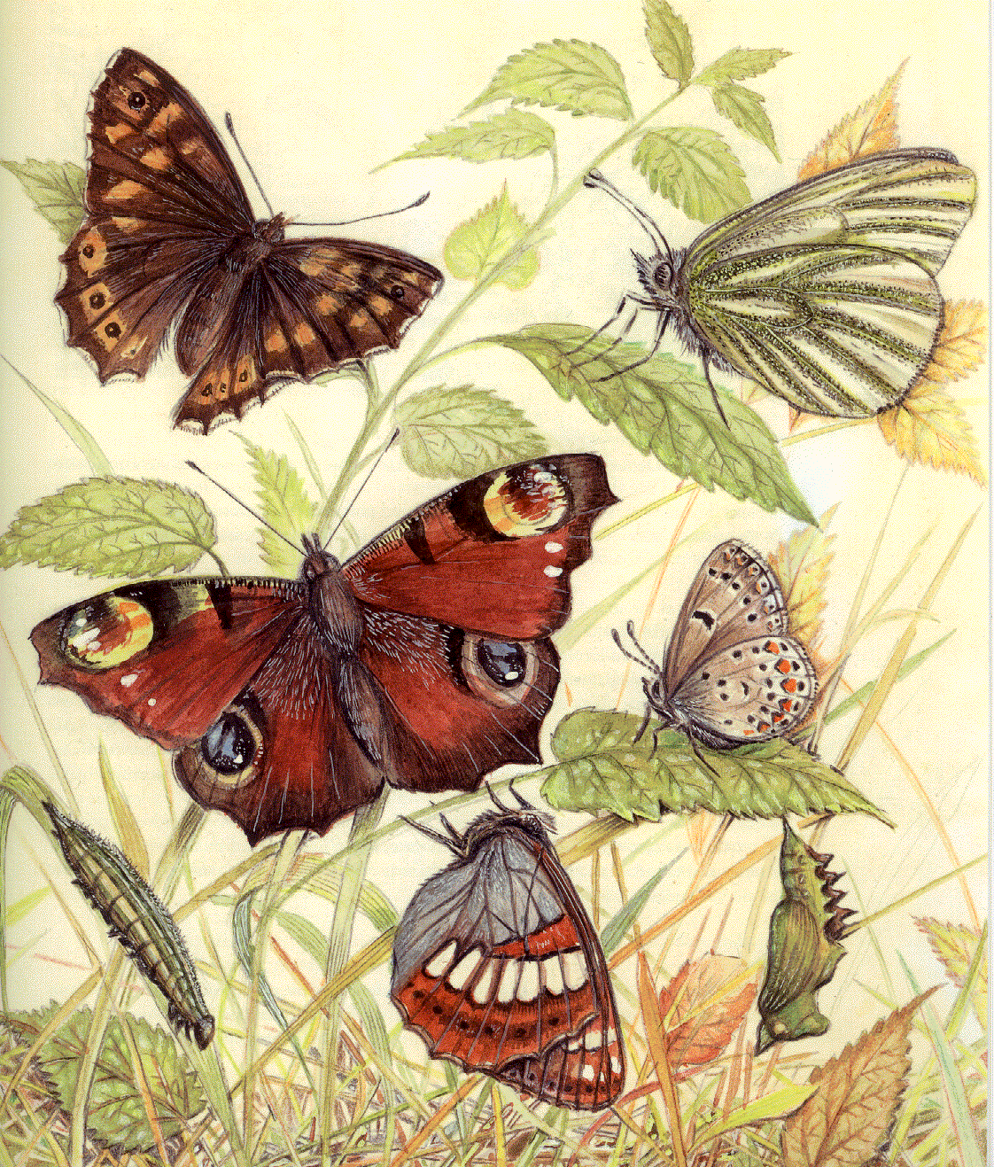 Mariposa de Verano