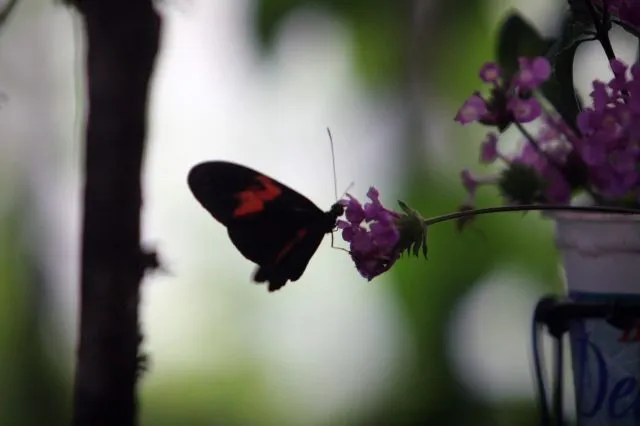 Mariposa en el Zoo de Vigo. Qué - Rosa González | Qué.es